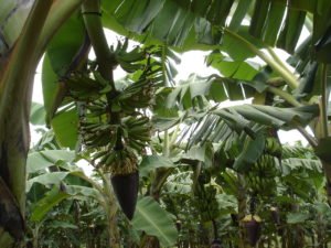 Flor da Banana
