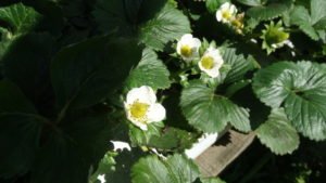 Flor do Morango