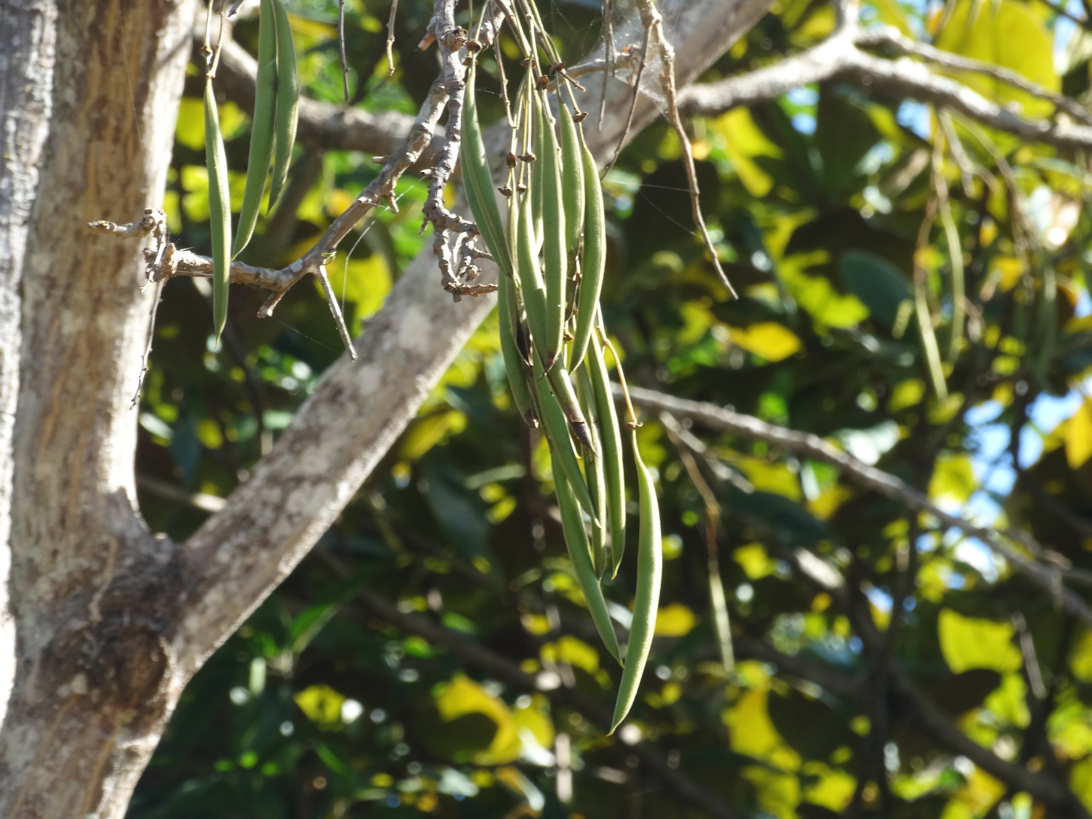 Mulungu: possui lindas flores, além de diversas propriedades terapêuticas