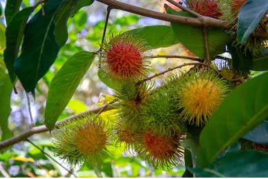 Rambutan (foto https://www.shutterstock.com