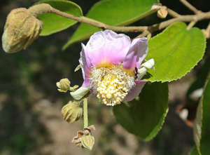 Açoita-cavalo (foto https://species.wikimedia.org)