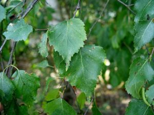 Bétula (foto http://plantas-medicinais.me/category/betula