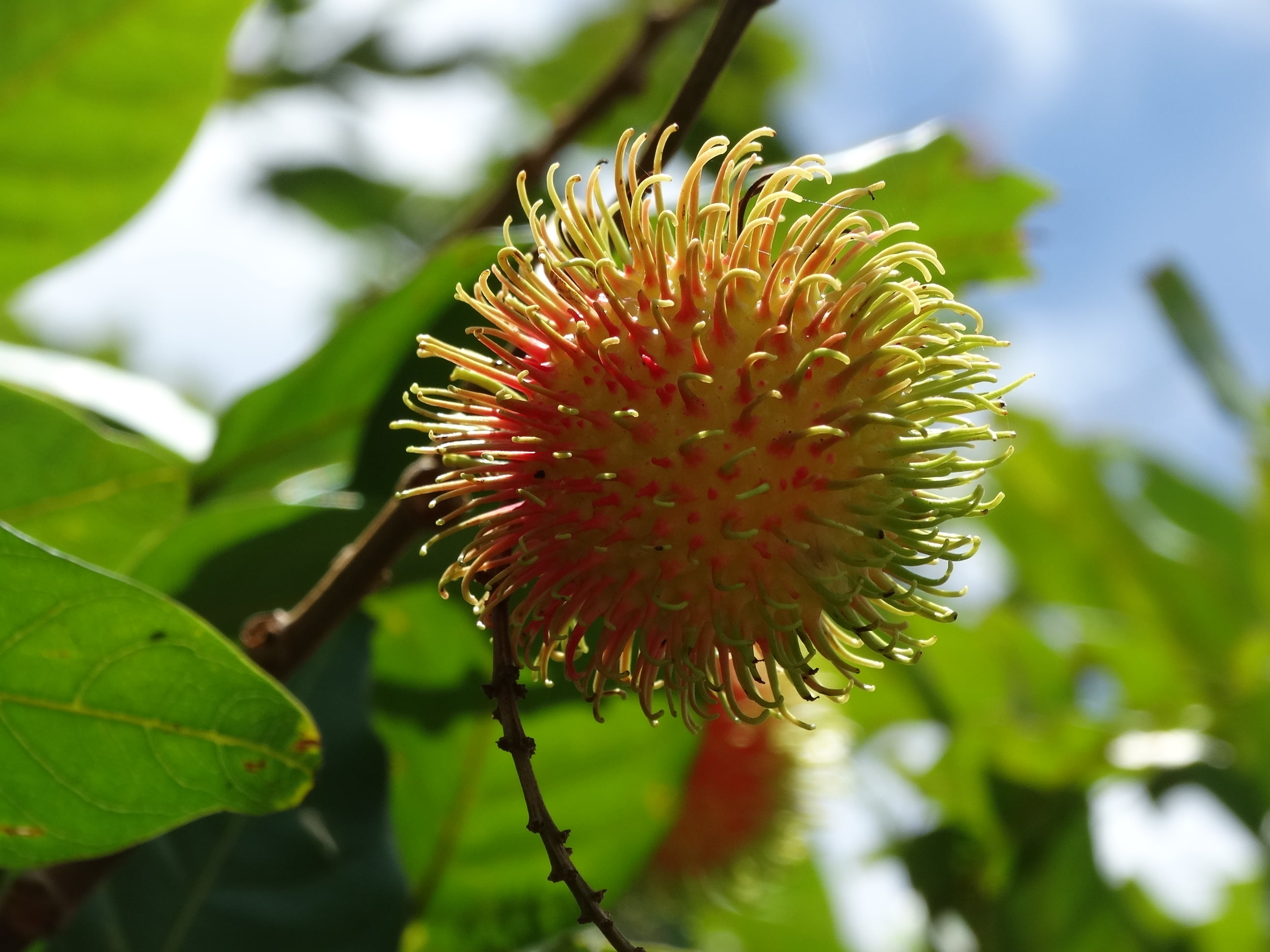 Rambutan é um fruto exótico, mas muito benéfico para a saúde