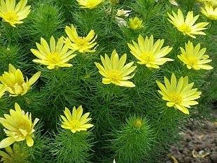 Adonis (foto http://www.spicesmedicinalherbs.com)