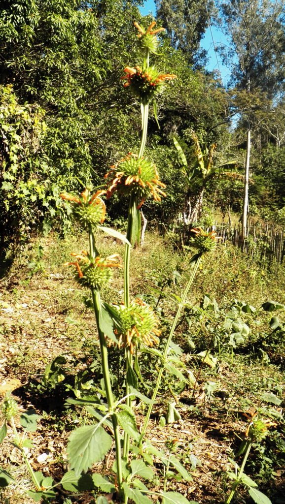 Cordão de Frade