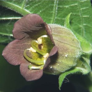 Beladona (foto //www.plant-world-seeds.com)