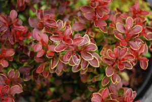 Berberis (foto https://www.letsgoplanting.co.uk/)