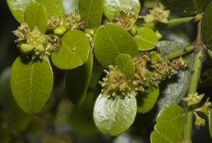 Coronilha (foto http://faunayfloradelargentinanativa.blogspot.com)