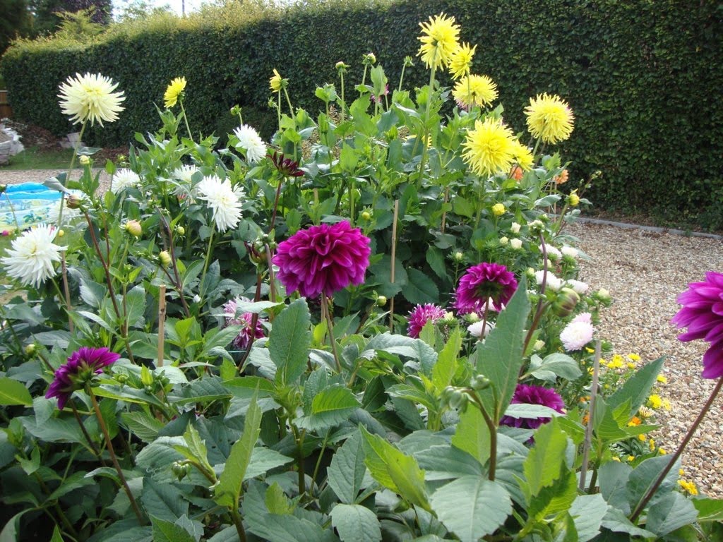 Dalia (foto https://www.caribbeangardenseed.com)