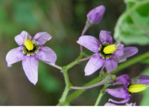 Dulcamara (foto https://www.first-nature.com/flowers)