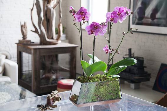 Como cuidar de um arranjo de orquídeas