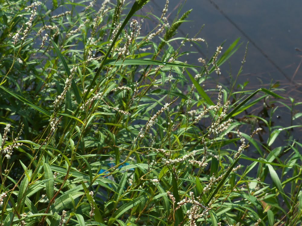 Benefícios da Erva de Bicho para a saúde e bem-estar