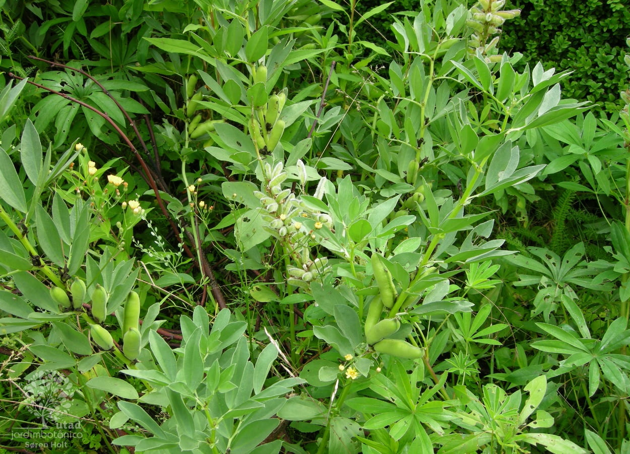 Benefícios e utilidades da Fava, usada desde a antiguidade