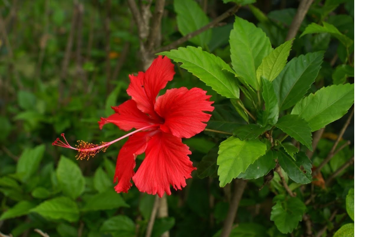 Propriedades medicinais e as variadas aplicações do Hibisco