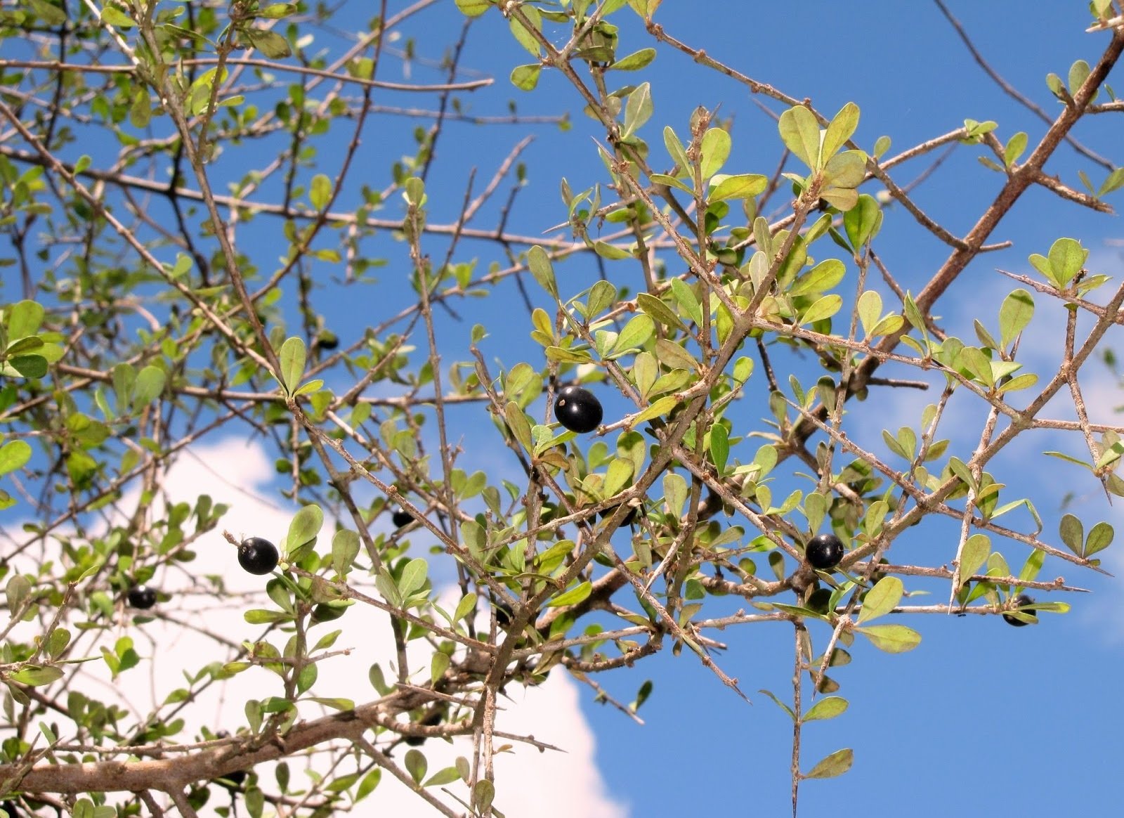 Quixaba, propriedades medicinais e variadas aplicações