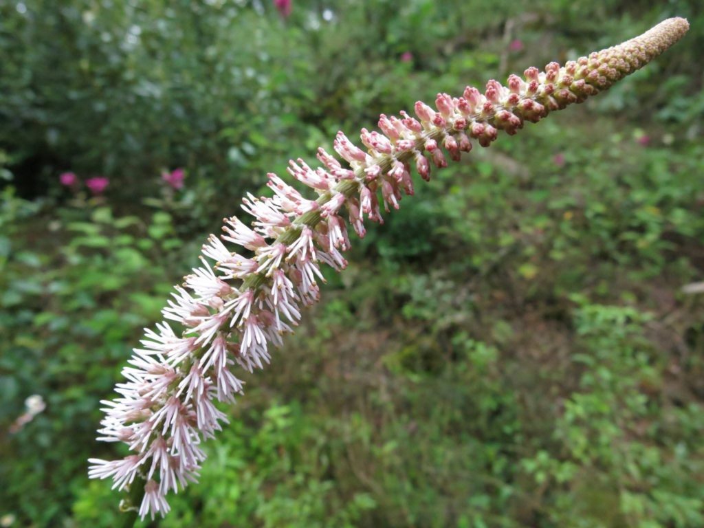 Sabadilla, sua aplicação e propriedades medicinais