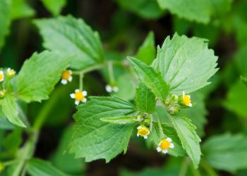 Picão branco (imagem: Canva)