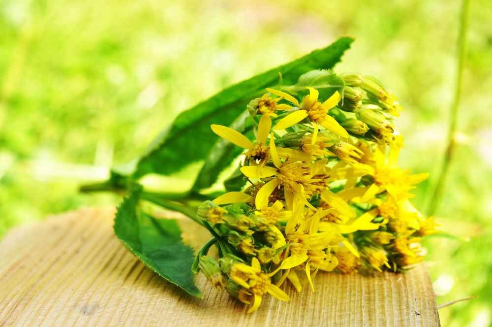 Propriedades medicinais e aplicação da Vara-de-ouro