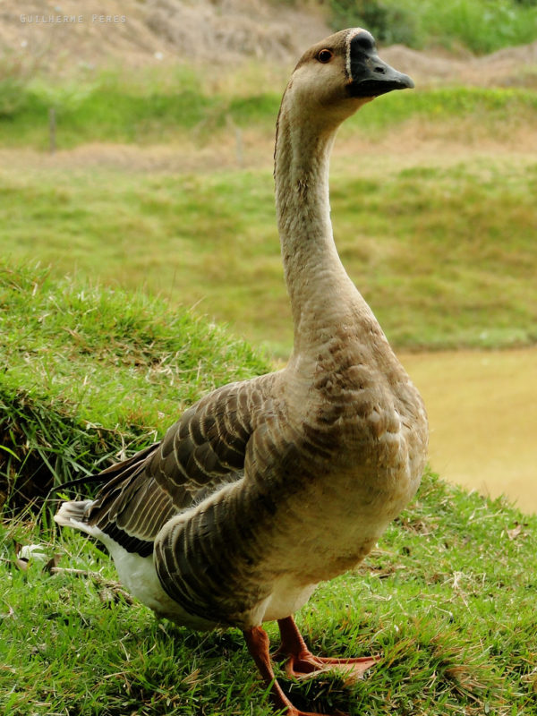 Ganso, animal aquático comum nas roças de várias regiões