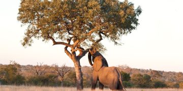 Marula (imagem: Canva)