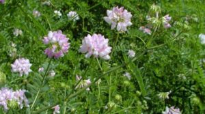 Astragalus