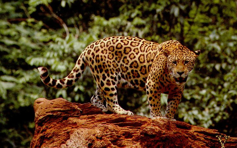 Onça-pintada, um dos mais belos animais da fauna brasileira