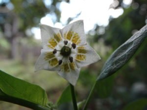 Flor Pimenta Cereja