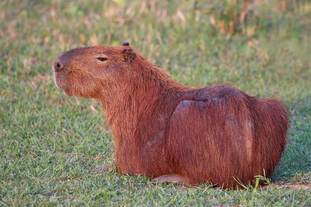 Capivara é um mamífero herbívoro considerado o maior roedor do mundo