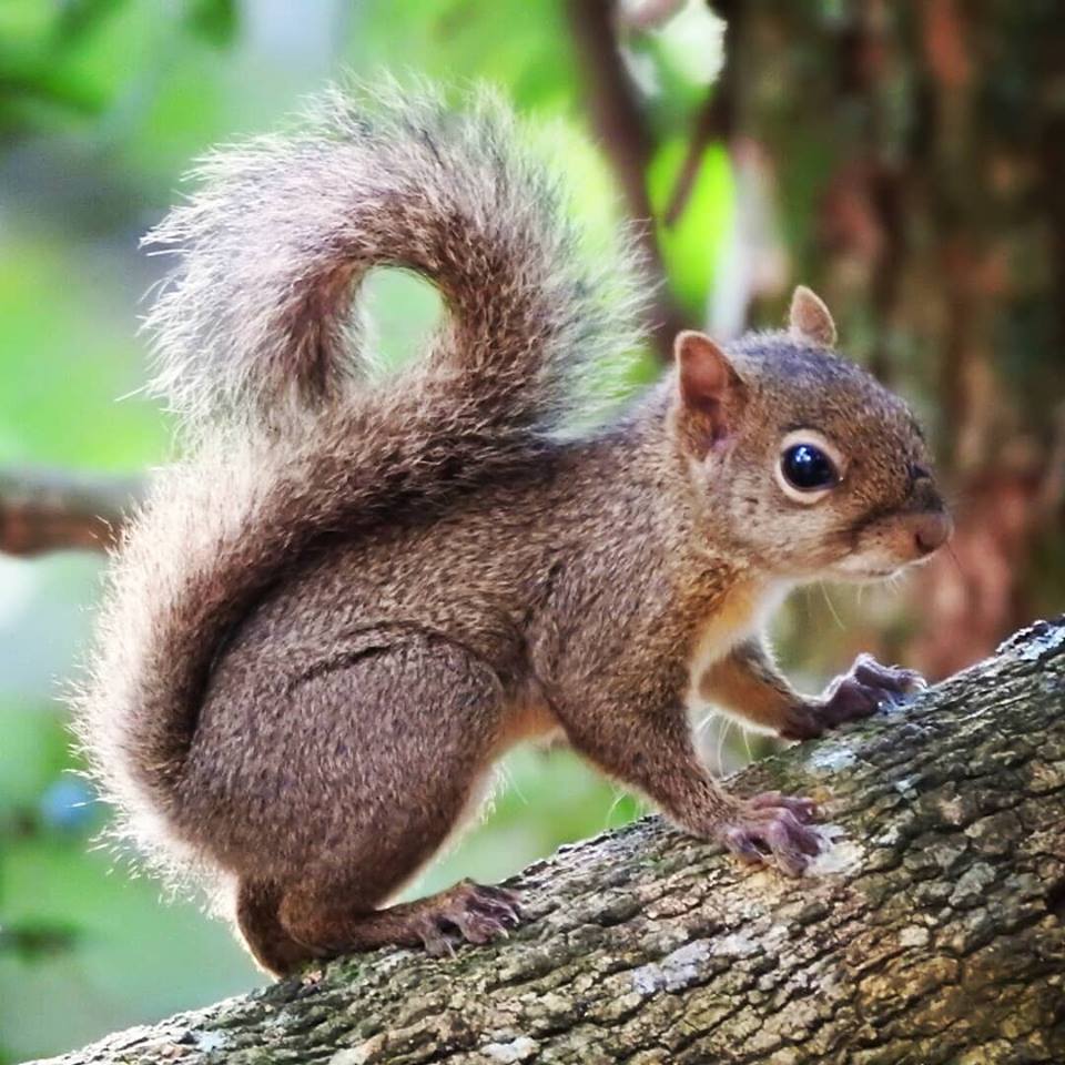 Esquilo, um dos roedores mais tímidos das matas brasileiras
