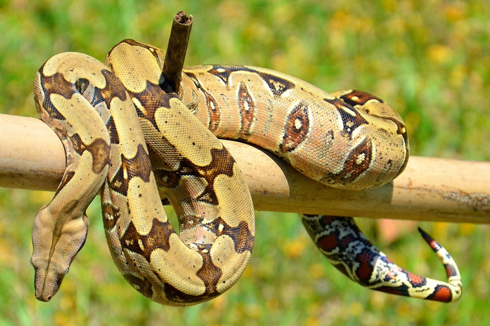 Jiboia, uma das serpentes não venenosas mais comuns do Brasil