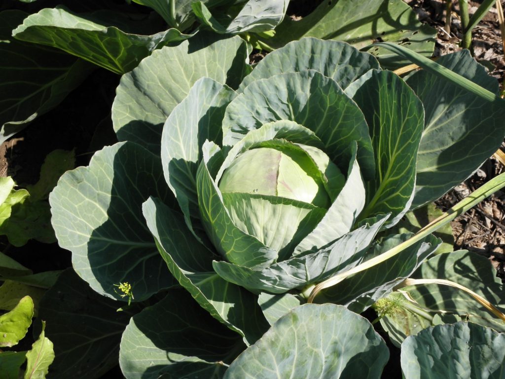 Repohlo Benefícios e propriedades nutricionais do Repolho para a saúde