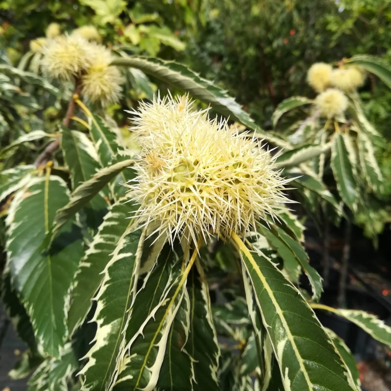 Castanha Portuguesa