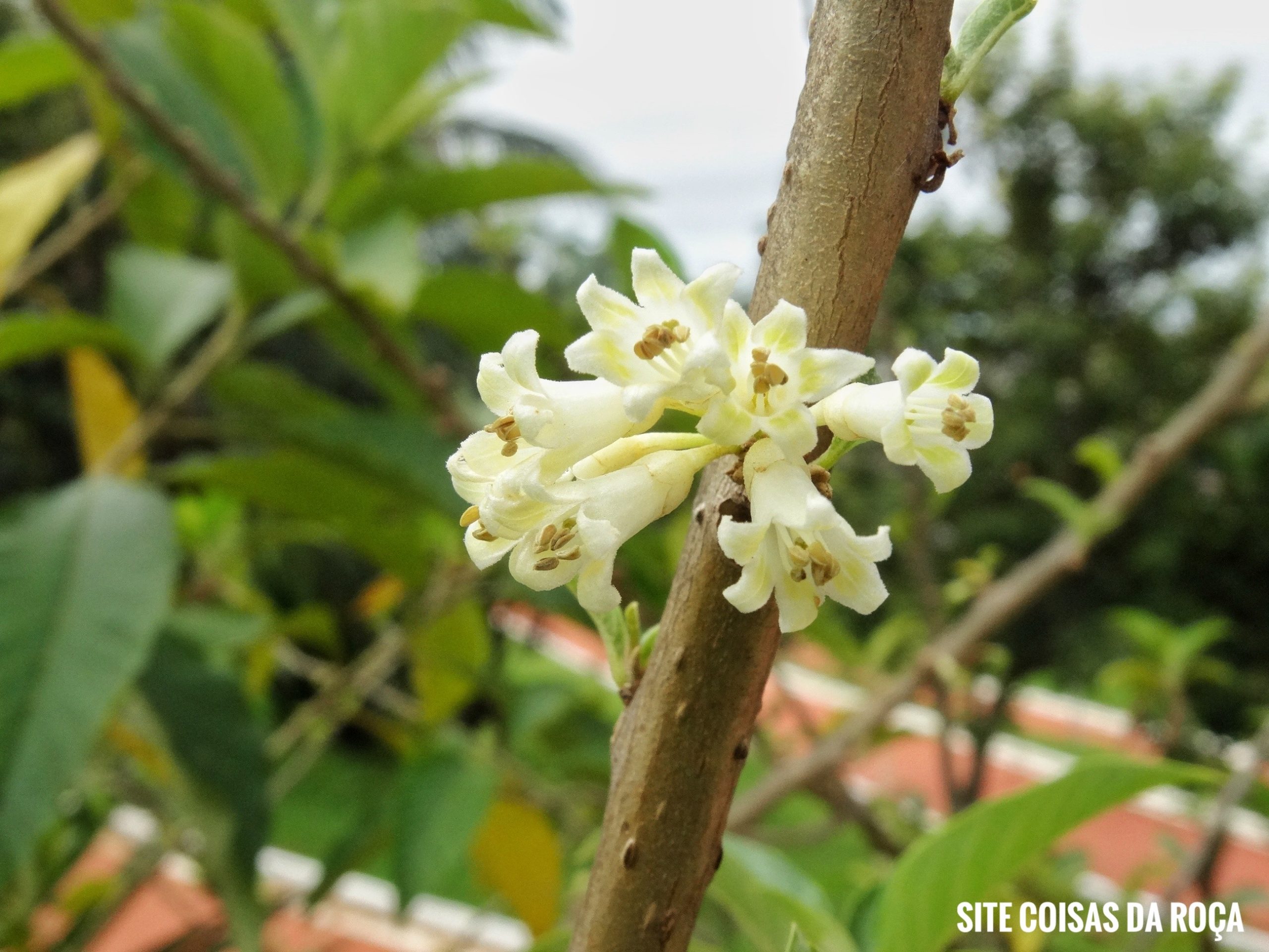 Flor da fruta do sabiá (imagem: Evandro Marques - Site Passeios)