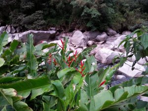 Heliconia