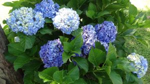 Hortênsia