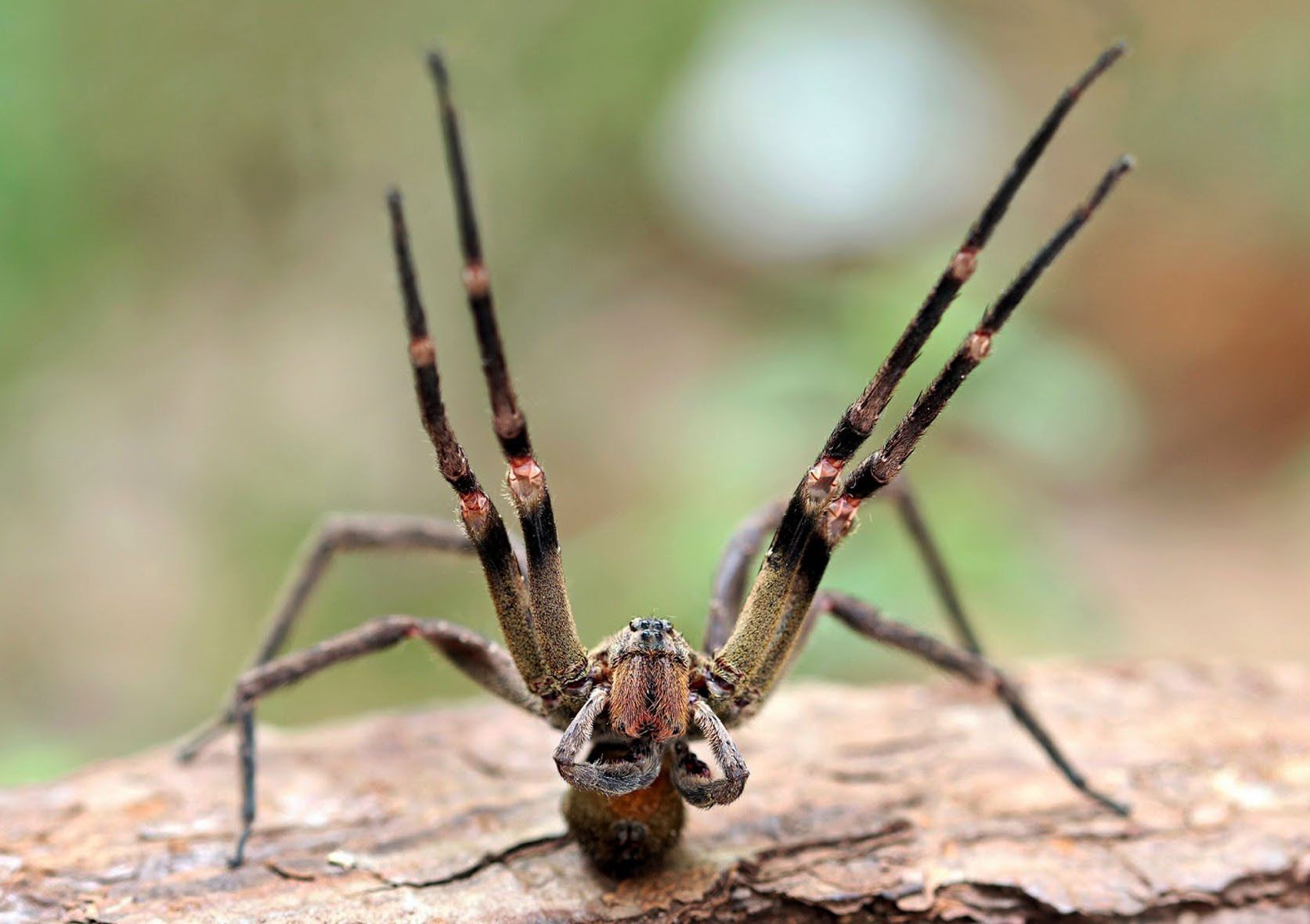 Aranha-armadeira, uma das mais comuns e perigosas do Brasil