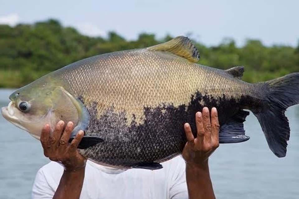 Tambaqui, um dos peixes mais comuns da Bacia Amazônica