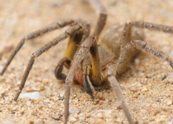 Aranha armadeira (imagem: Rodrigo Tetsuo Argenton - Direitos autorais: CC-BY SA 4.0)