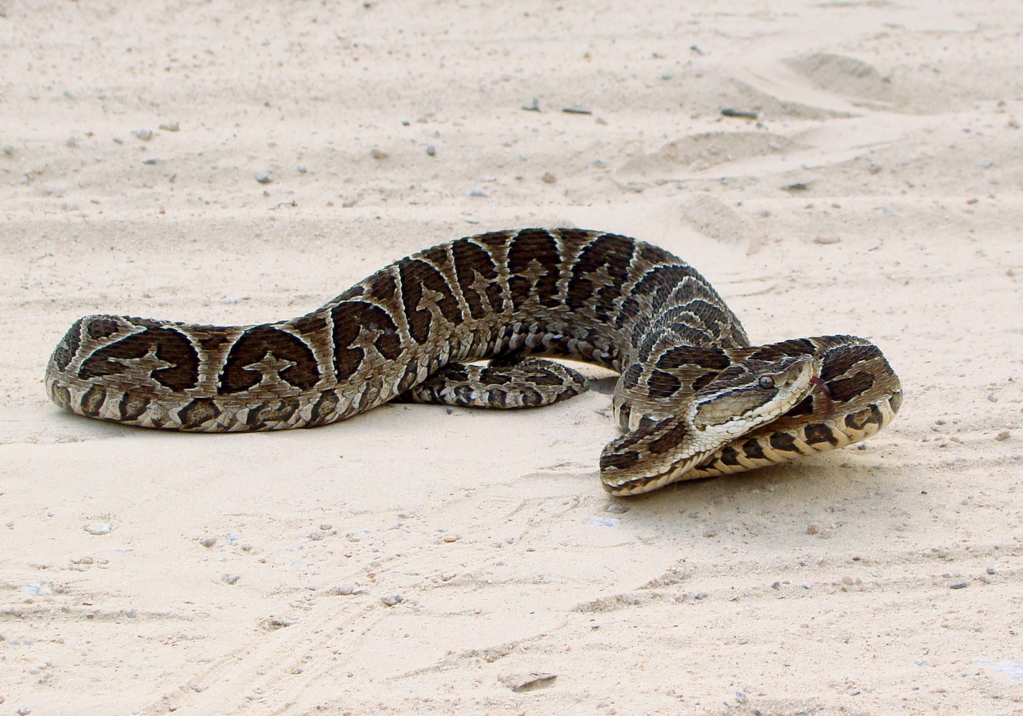 Urutu-cruzeiro, uma das mais belas e conhecidas serpentes do Brasil (Foto:
