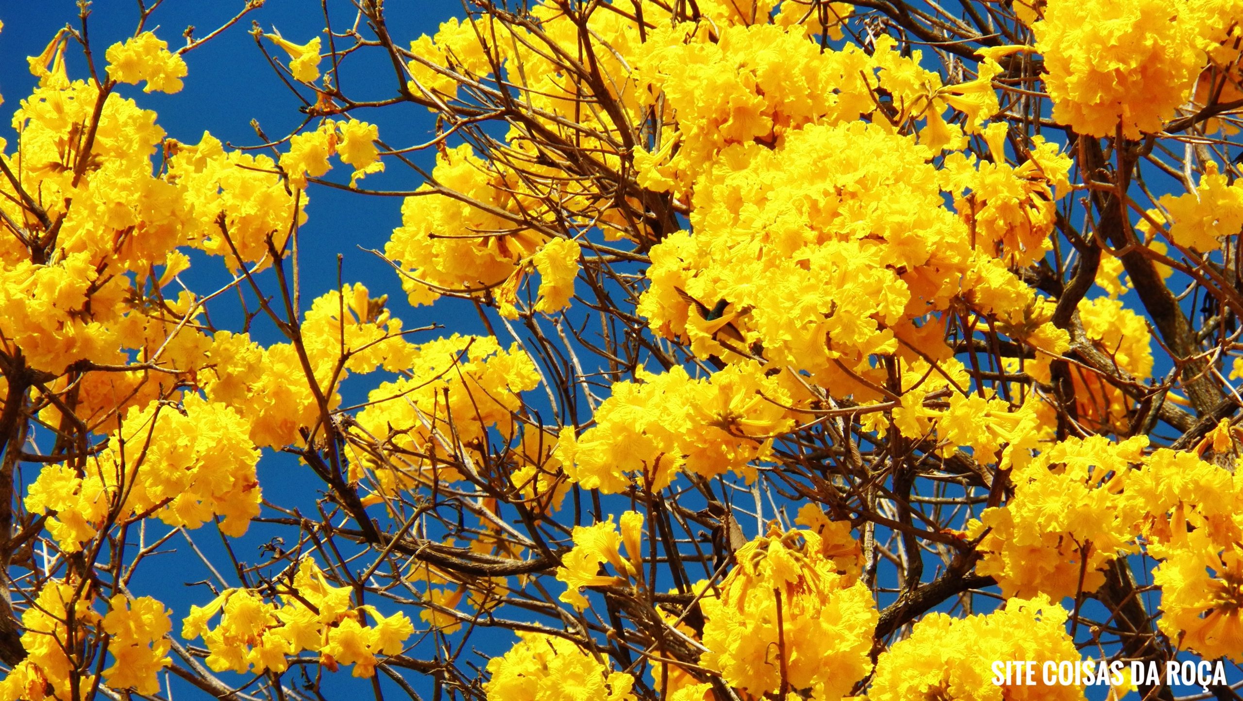 Ipê-amarelo, considerada a árvore símbolo do Brasil