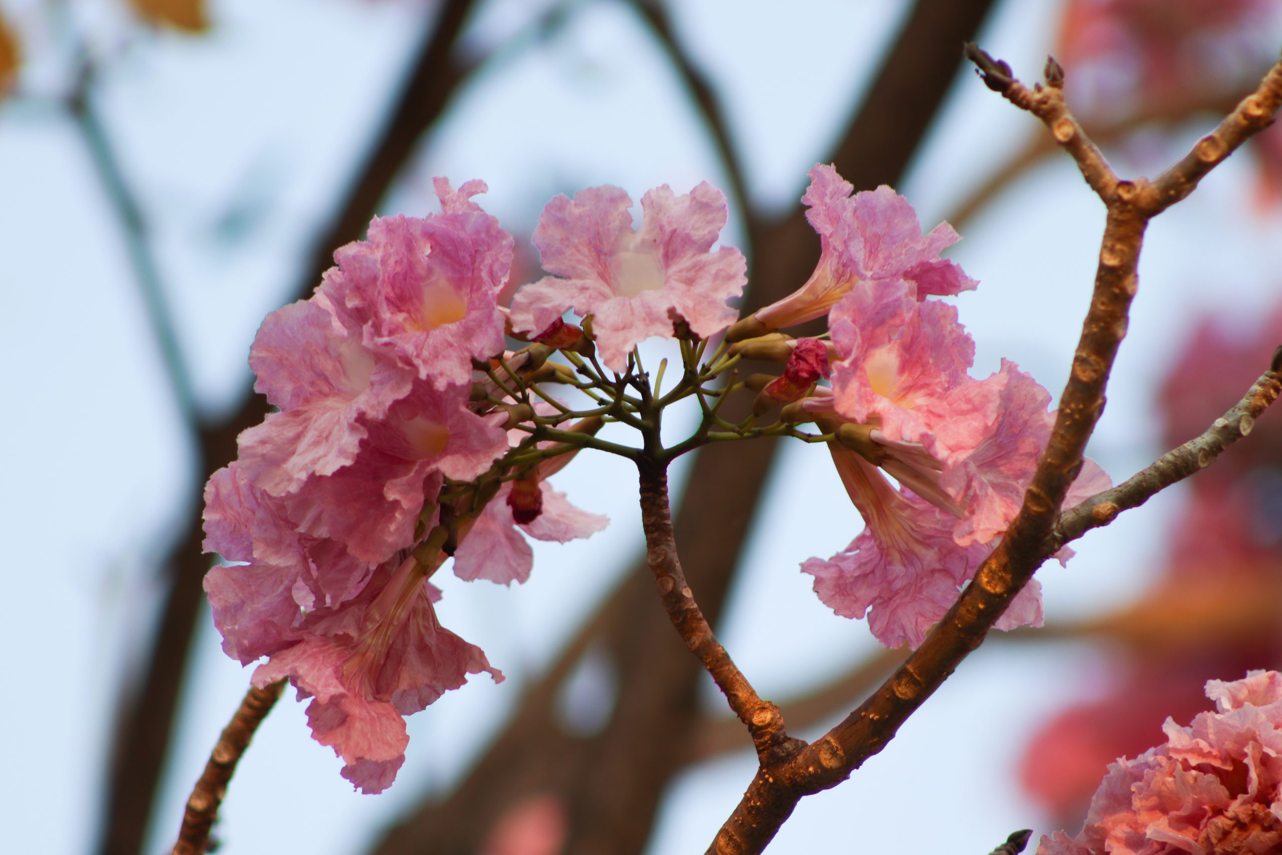 Ipê-rosa, árvore que chama a atenção por sua beleza e coloração