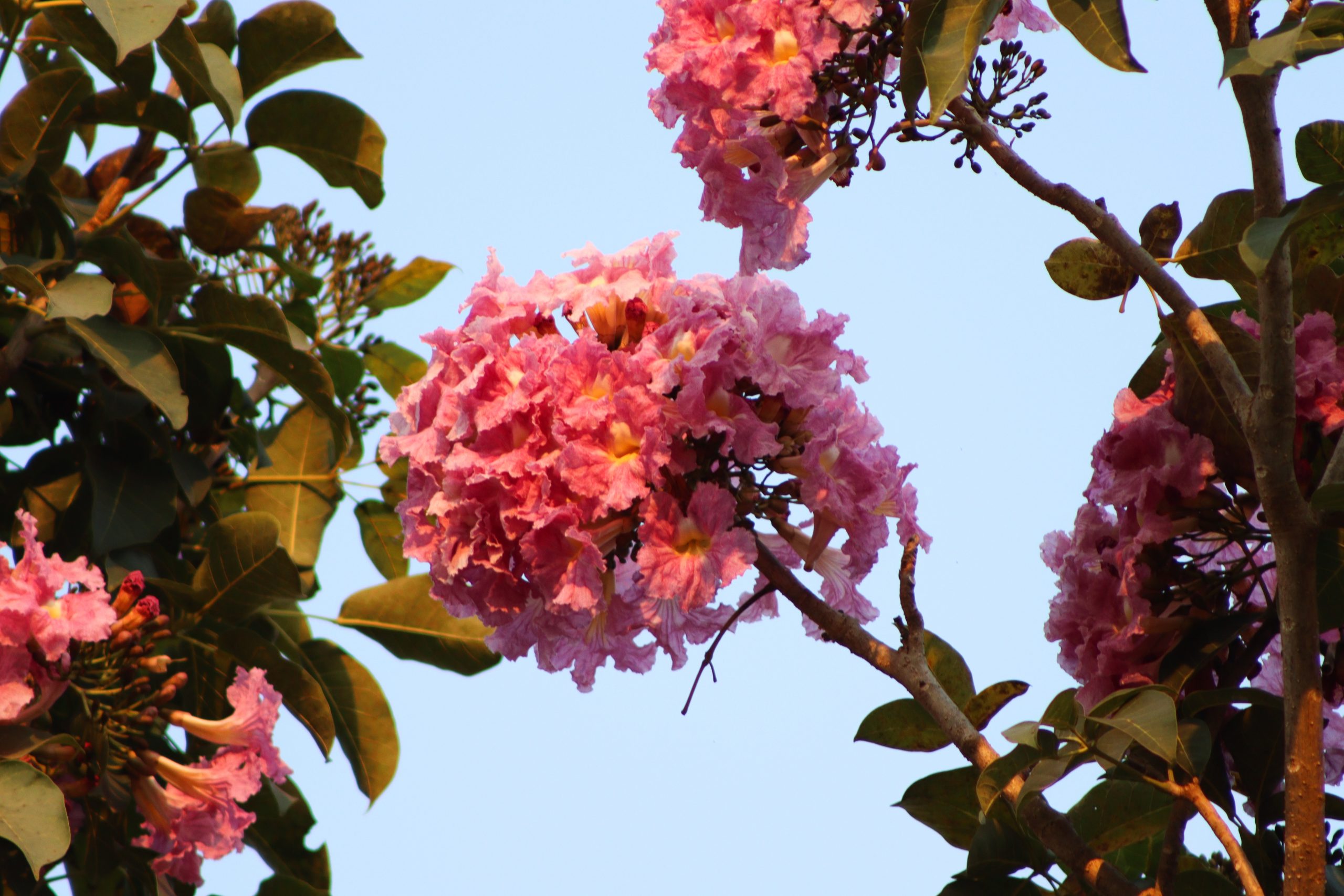 Ipê-rosa, árvore que chama a atenção por sua beleza e coloração
