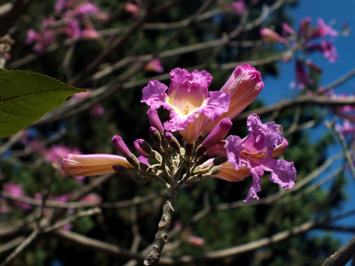 Ipê-roxo, bela árvore com poderosas propriedades medicinais