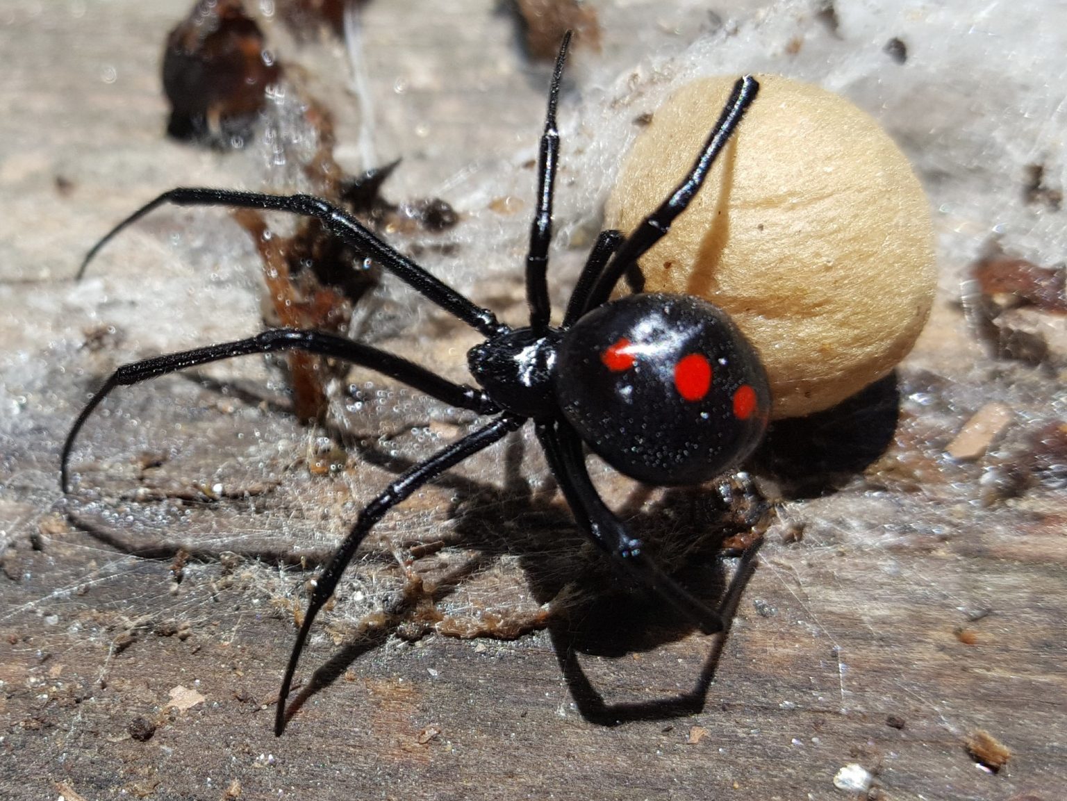 Viúvanegra, uma das mais belas e famosas aranhas do Brasil