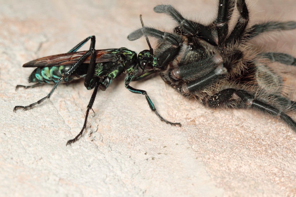 Insetologia - Identificação de insetos: Marimbondo Cavalo e Aranha de Grama  no Rio Grande do Sul