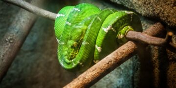 Cobra papagaio (imagem: Francisco Herrera - Getty Images via Canva)
