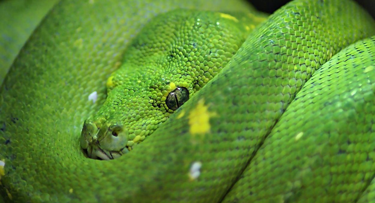Corallus caninus (imagem: Lambros Kazan - Getty Images Pro via Canva)
