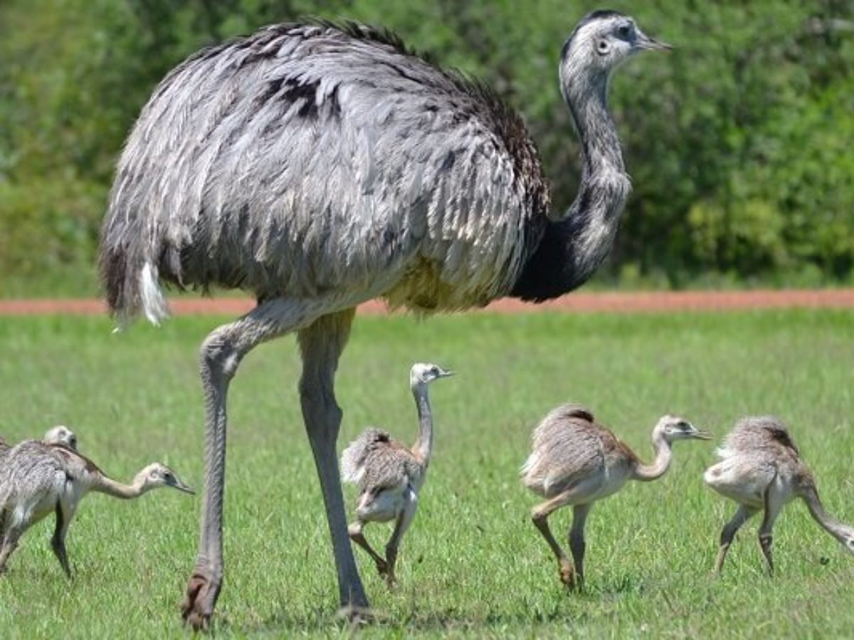 Ema, conhecida como a maior ave da América do Sul