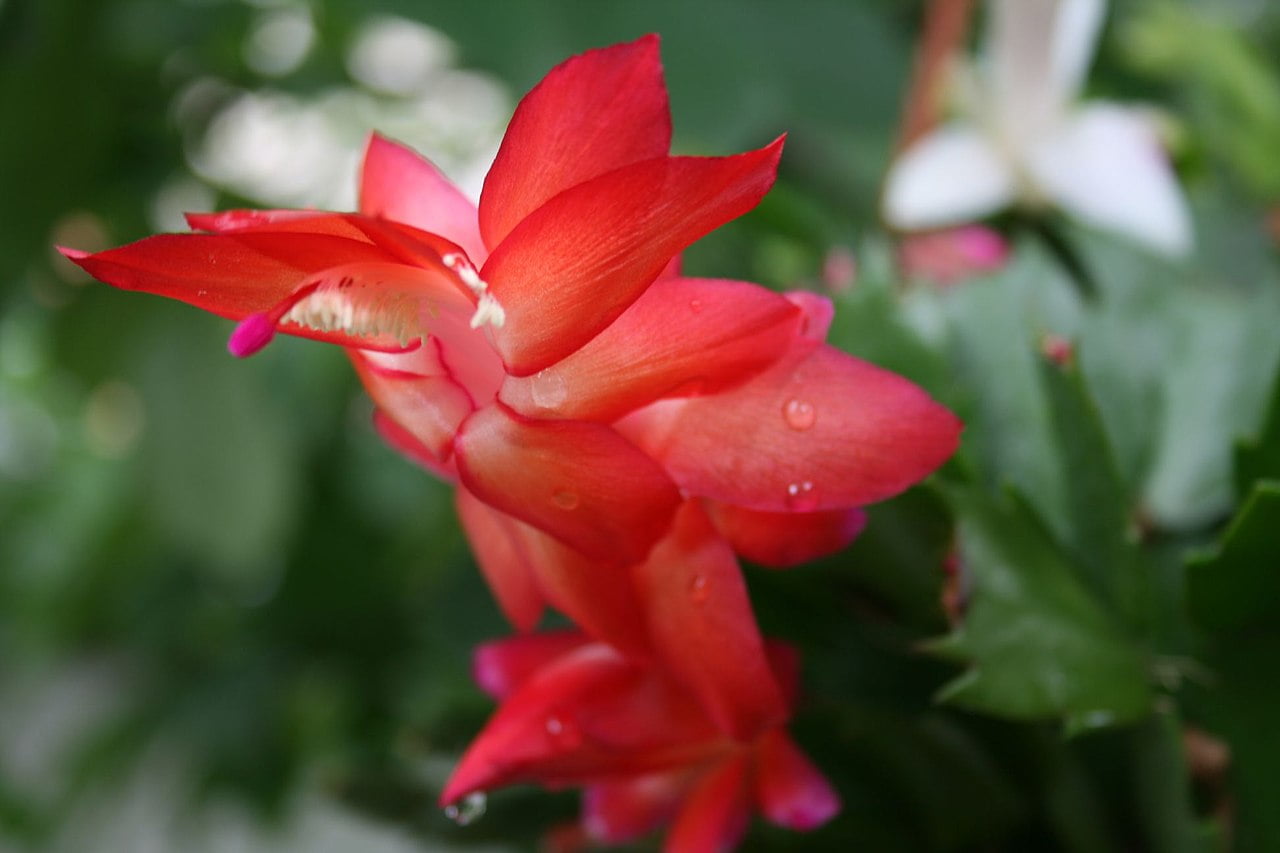 Flor-de-maio, uma das mais belas e conhecidas suculentas do Brasil