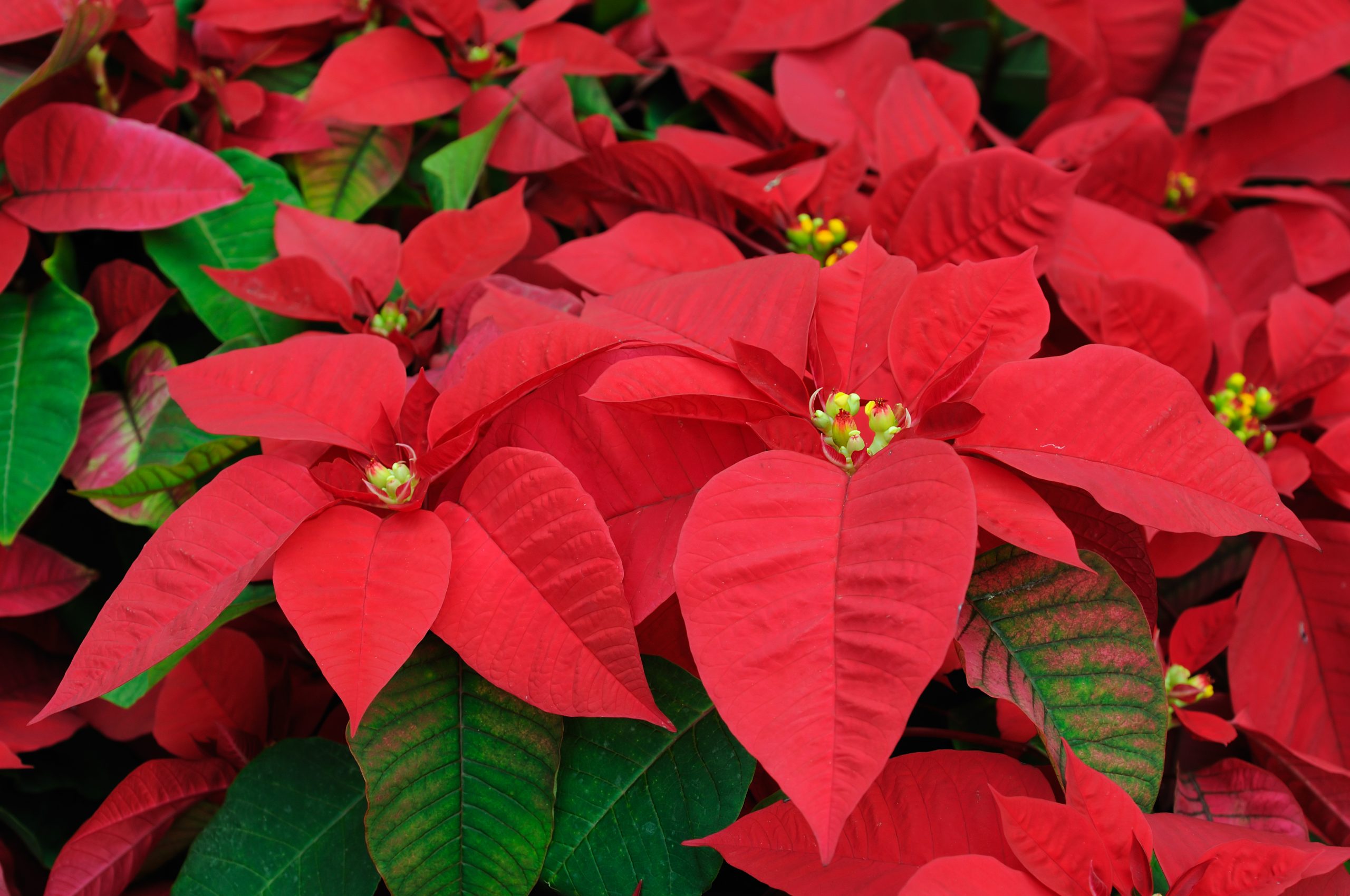 Bico-de-papagaio, a planta símbolo do Natal do hemisfério Norte